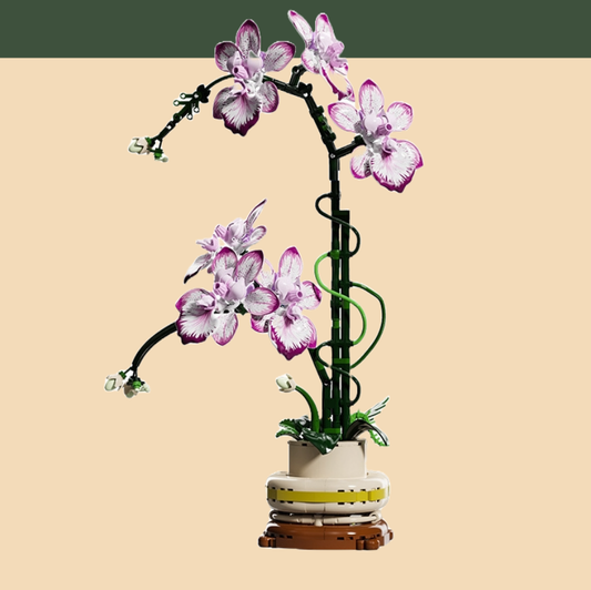 蘭  盆栽ポット